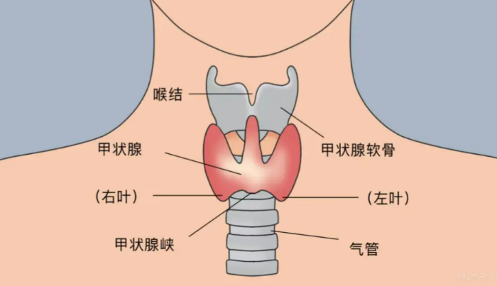 甲状腺的“四大基石”：  碘、硒、锌、铁，  缺一不可